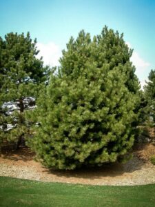 Сосна Чёрная (Pinus Nigra) купить по цене от 270.00р. в интернет-магазине «Посадика» с доставкой почтой в в Красавиное и по всей России – [изображение №1].