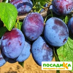 Слива Чачакская ранняя купить по цене от 229.00р. в интернет-магазине «Посадика» с доставкой почтой в в Красавиное и по всей России – [изображение №1].