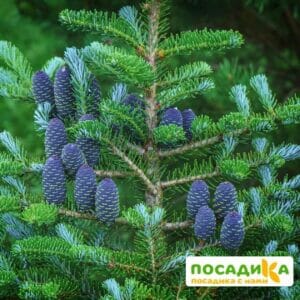 Пихта корейская (Abies koreana) купить по цене от 450.00р. в интернет-магазине «Посадика» с доставкой почтой в в Красавиное и по всей России – [изображение №1].