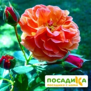 Роза Арабия купить по цене от 350.00р. в интернет-магазине «Посадика» с доставкой почтой в в Красавиное и по всей России – [изображение №1].