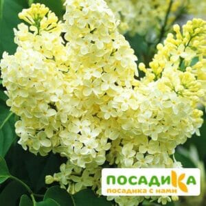 Сирень Примроуз (Primrose) купить по цене от 529.00р. в интернет-магазине «Посадика» с доставкой почтой в в Красавиное и по всей России – [изображение №1].