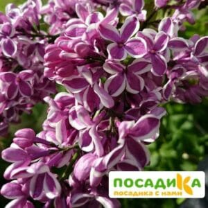 Сирень Сенсация купить по цене от 529.00р. в интернет-магазине «Посадика» с доставкой почтой в в Красавиное и по всей России – [изображение №1].