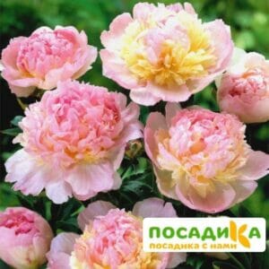 Пион Распберри Сандей (Paeonia Raspberry Sundae) купить по цене от 959р. в интернет-магазине «Посадика» с доставкой почтой в в Красавиное и по всей России – [изображение №1].