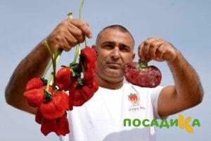 Клубника Гигант Джорнея купить по цене от 266р. в интернет-магазине «Посадика» с доставкой почтой в в Красавиное и по всей России – [изображение №1].