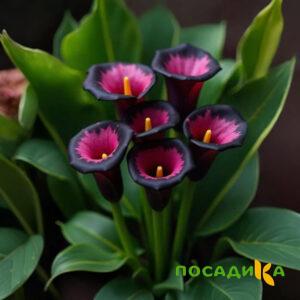 Калла Аура Лейс купить по цене от 400р. в интернет-магазине «Посадика» с доставкой почтой в в Красавиное и по всей России – [изображение №1].