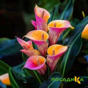 Калла Оникс купить по цене от 450р. в интернет-магазине «Посадика» с доставкой почтой в в Красавиное и по всей России – [изображение №1].