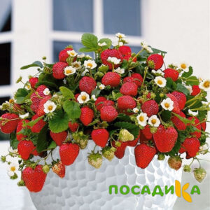 Клубника Рубиновый Шепот (горшечная) купить по цене от 240р. в интернет-магазине «Посадика» с доставкой почтой в в Красавиное и по всей России – [изображение №1].