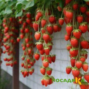 Клубника вьющаяся Комплимент купить по цене от 470р. в интернет-магазине «Посадика» с доставкой почтой в в Красавиное и по всей России – [изображение №1].