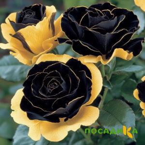 Роза Ханни Сикл купить по цене от 700р. в интернет-магазине «Посадика» с доставкой почтой в в Красавиное и по всей России – [изображение №1].