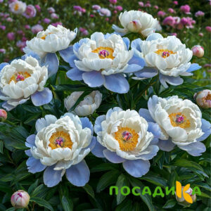 Пион акварельный Этюд купить по цене от 806р. в интернет-магазине «Посадика» с доставкой почтой в в Красавиное и по всей России – [изображение №1].