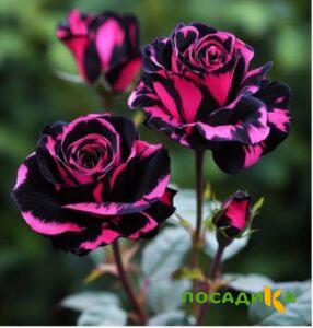 Роза Багровый Шепот купить по цене от 366р. в интернет-магазине «Посадика» с доставкой почтой в в Красавиное и по всей России – [изображение №1].