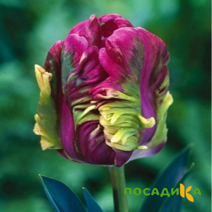 Тюльпан Экзотик Хэвен купить по цене от 186р. в интернет-магазине «Посадика» с доставкой почтой в в Красавиное и по всей России – [изображение №1].